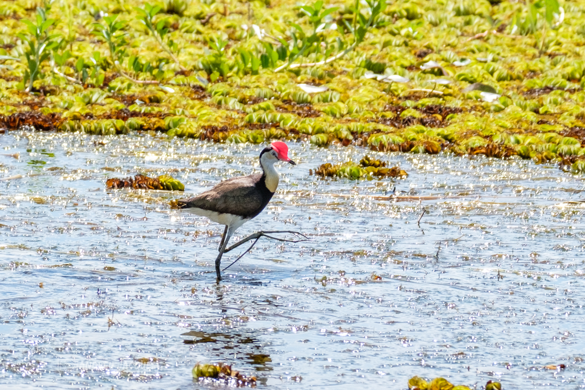 australie 2018-104.jpg